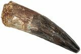 Fossil Spinosaurus Tooth - Real Dinosaur Tooth #310172-1